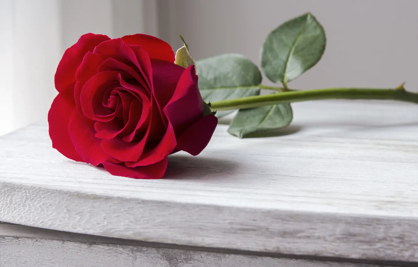 Wallpaper roses, Bud, red, rose, red rose, wood, beautiful ...
