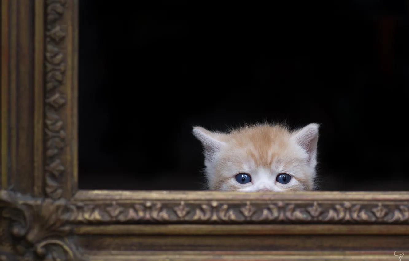 Photo wallpaper cat, background, frame