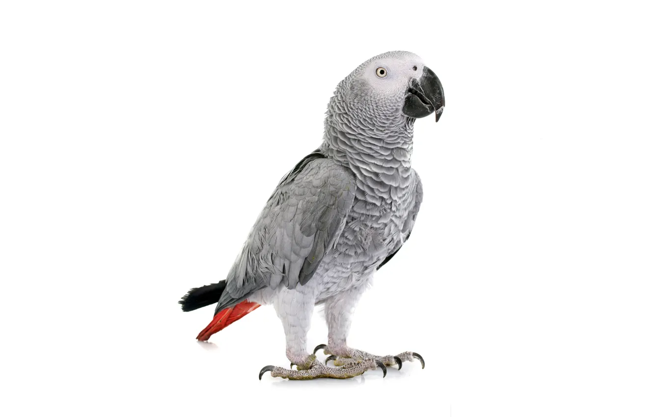 Photo wallpaper bird, parrot, white background