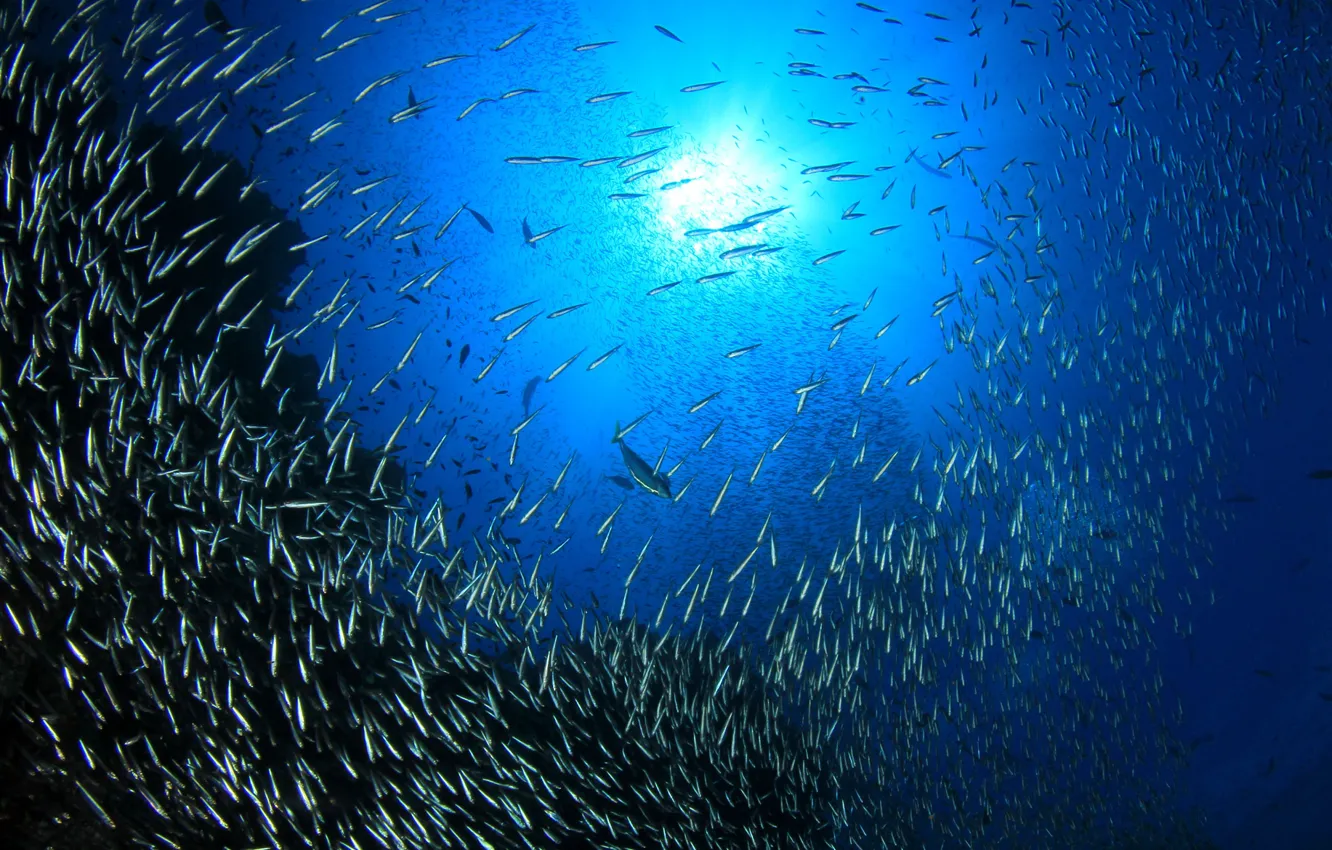 Photo wallpaper light, ocean, fish