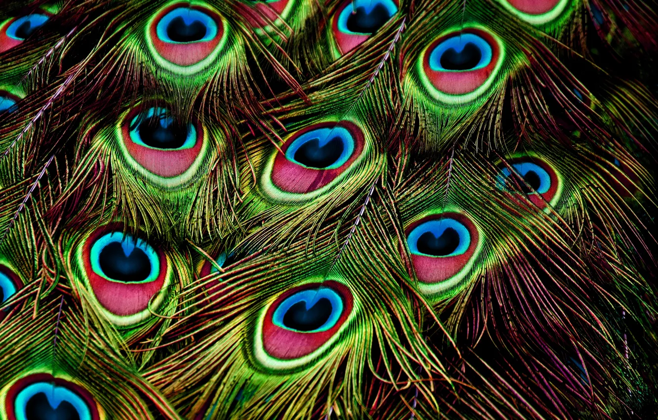 Photo wallpaper background, bird, pattern, feathers, peacock, bright