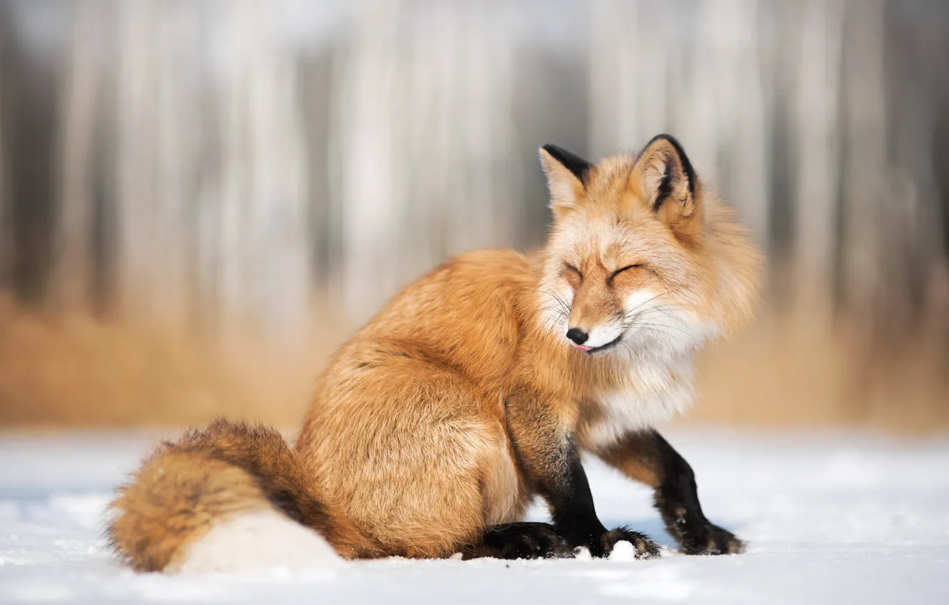 Photo wallpaper winter, snow, nature, animal, Fox, Fox, Iza Łysoń