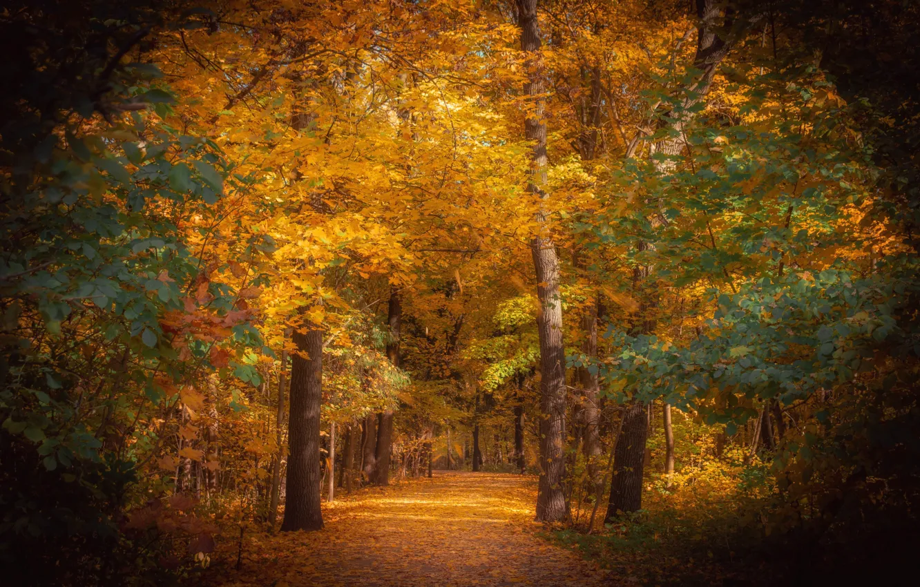 Photo wallpaper autumn, trees, nature, Park, alley