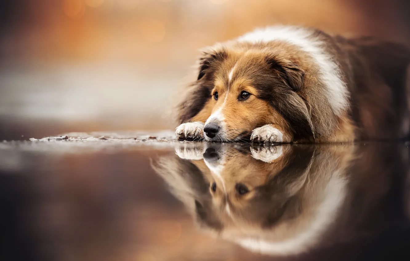 Photo wallpaper reflection, dog, Sheltie, Shetland Sheepdog