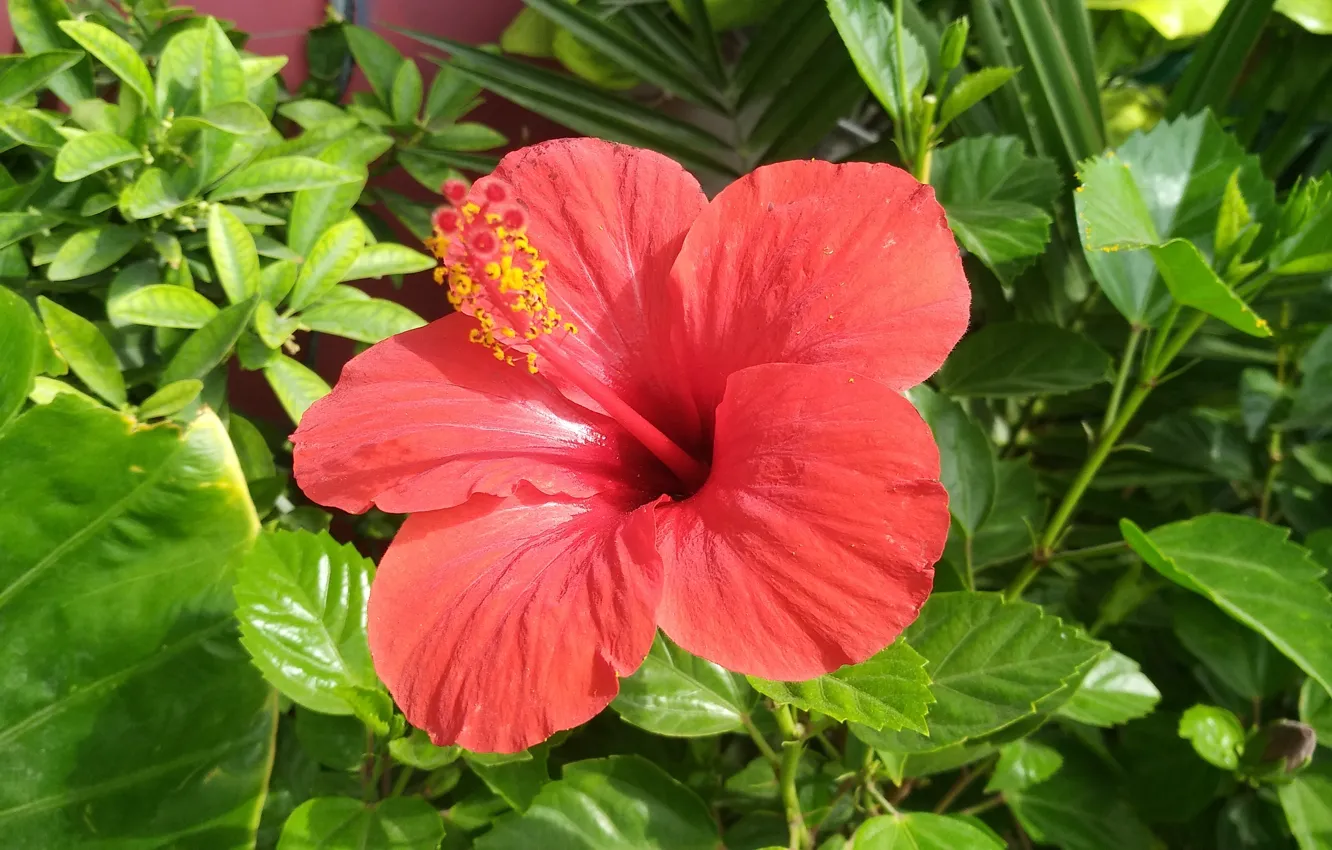 Wallpaper Hibiscus, Chinese rose, Hibiscus images for desktop, section  цветы - download