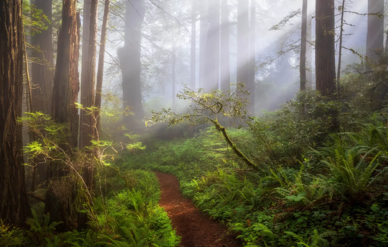 Photo wallpaper forest, fog, path