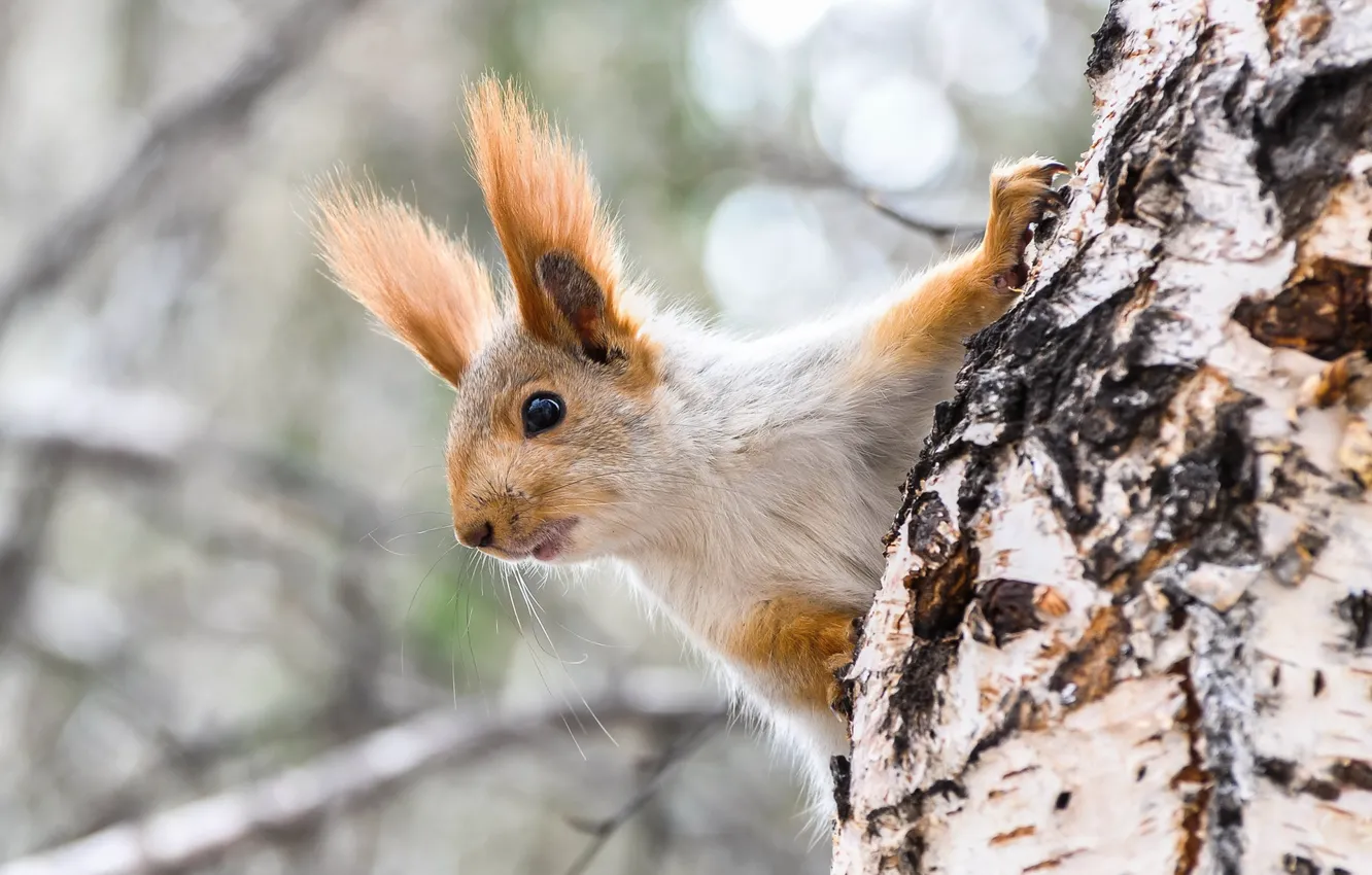 Photo wallpaper tree, protein, face, birch, ears, bokeh, rodent, squirrel, pet
