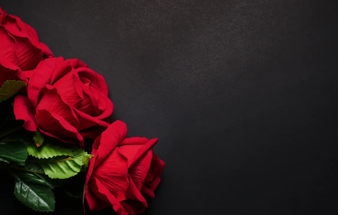 Photo wallpaper flowers, roses, red, red, black background, flowers, roses