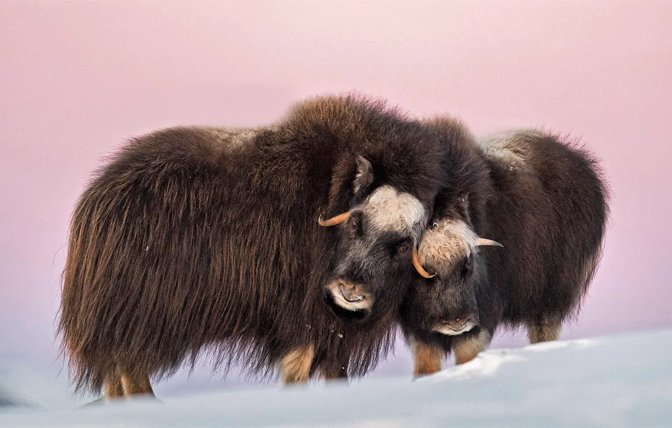 Photo wallpaper horns, nature, snow, Norway, cold, outdoors, tundra, musk ox