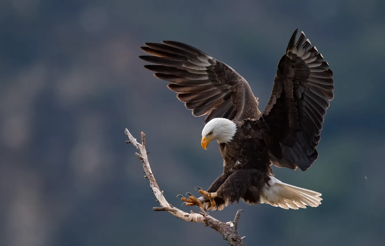 Wallpaper bird, predator, handsome, bald eagle images for desktop, section  животные - download