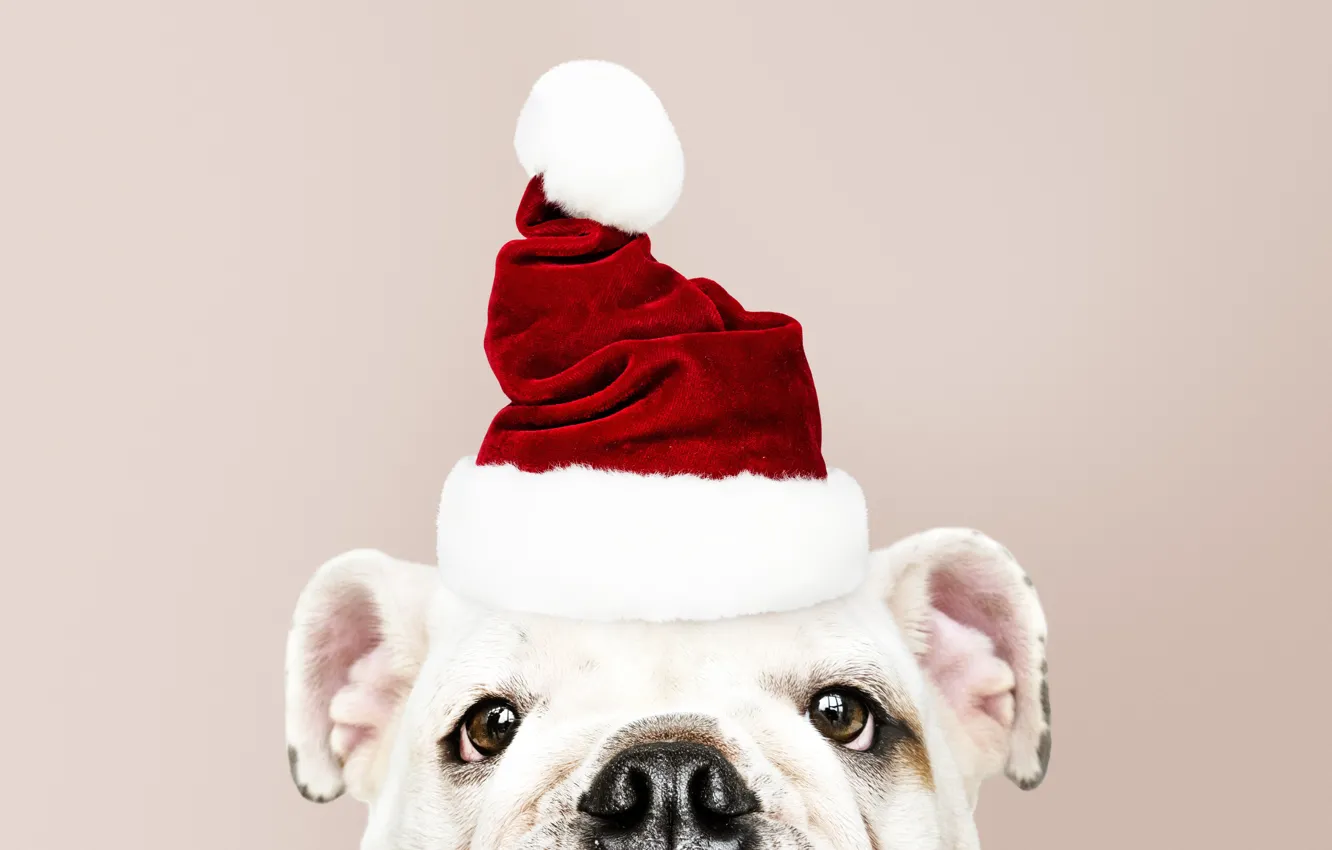Droll Pretty Christmas Wallpaper Puppies - l2sanpiero