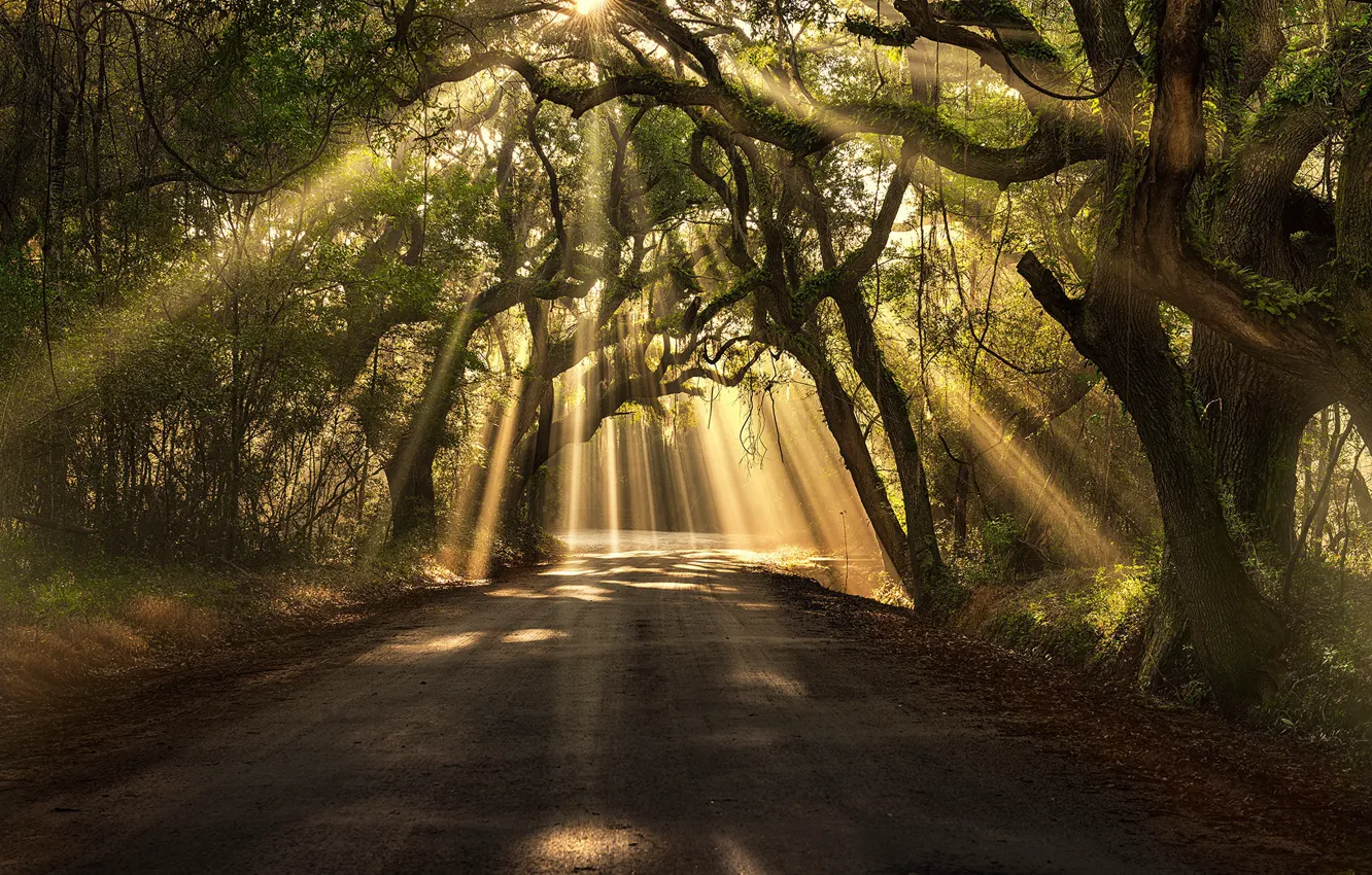 Photo wallpaper The sun, Nature, Road, Grass, Trees, Forest, Leaves, Traces, Branches, The Sun's Rays, South Carolina, …