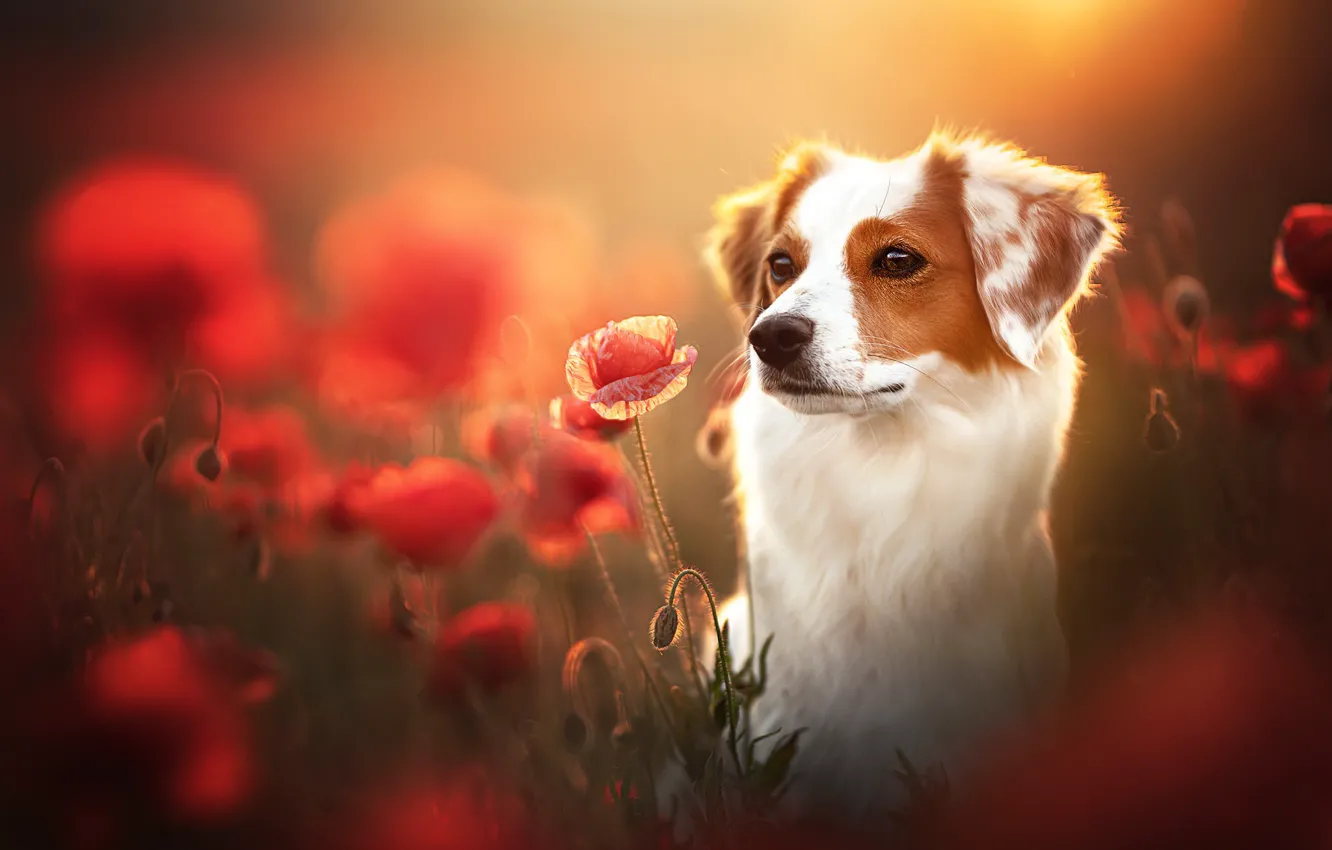 Wallpaper summer, Maki, dog images for desktop, section собаки - download