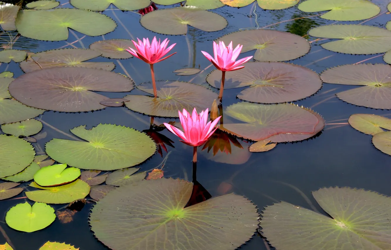 Photo wallpaper flowers, lake, Lotus, pink, flowers, lake, lotus, water lilies, water lily