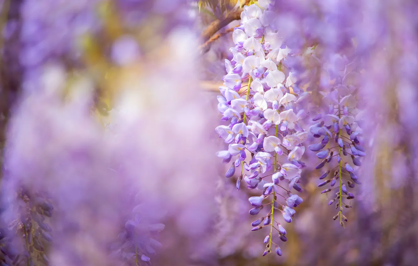 Wallpaper Flowers Background Spring Flowering Lilac Wisteria Wisteria Images For Desktop Section Cvety Download