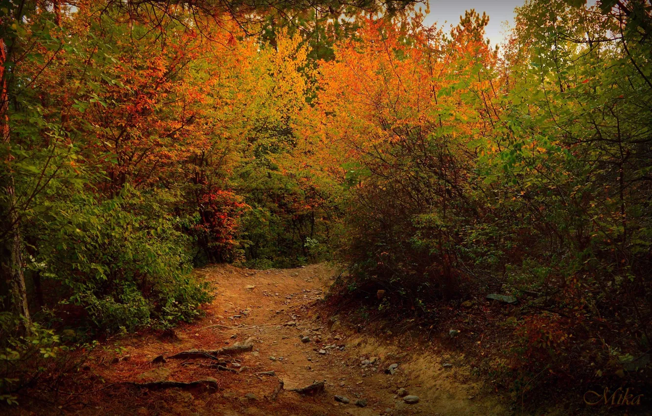 Photo wallpaper Autumn, Trees, Trail, Fall, Track, Autumn, Colors, Trees, Path