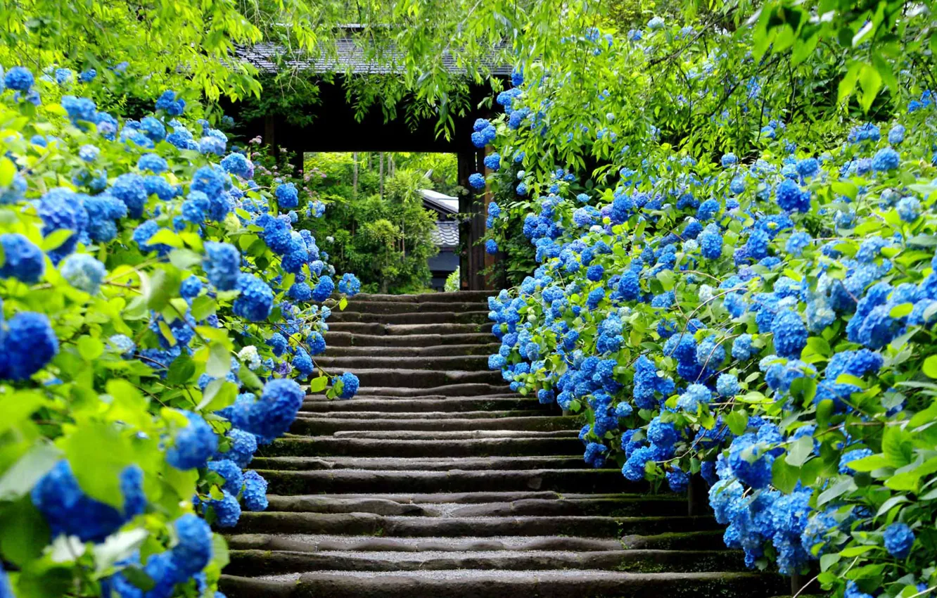 Wallpaper Flowers Gate Japan Ladder Kamakura Images For Desktop Section Gorod Download