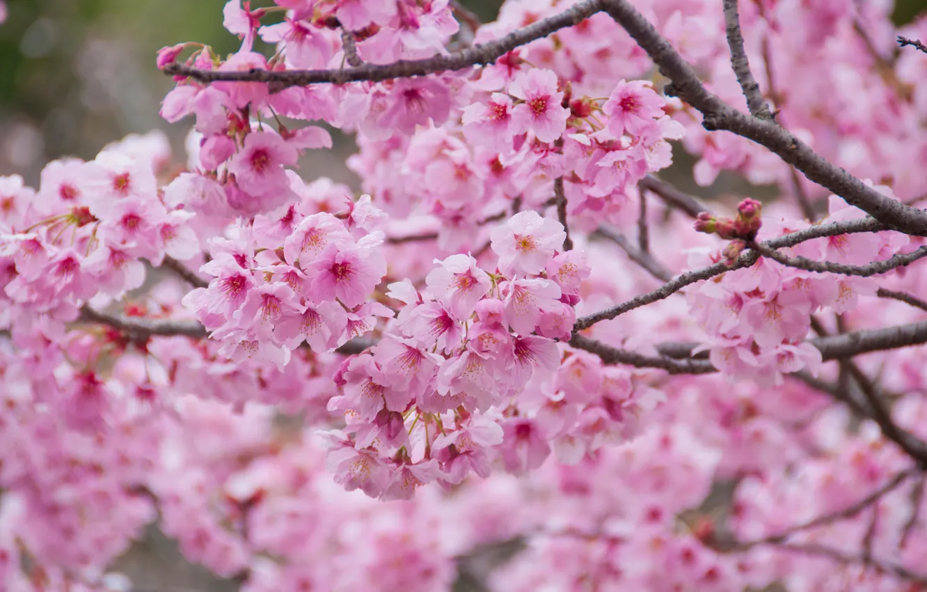 Photo wallpaper branches, spring, Sakura, flowering, pink, blossom, sakura, cherry, spring, bloom