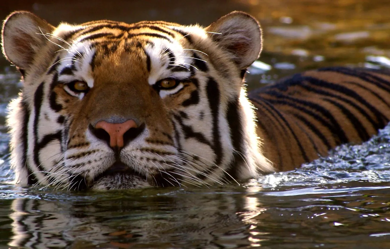 Photo wallpaper look, face, water, tiger, swim, wild cat
