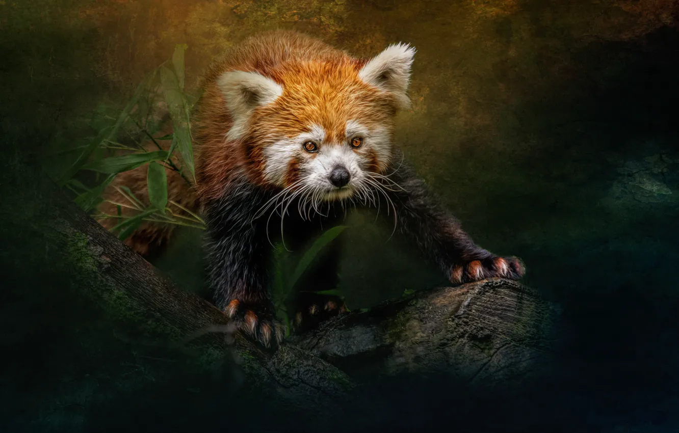 Photo wallpaper red Panda, Ailurus fulgens, sara jazbar, little panda