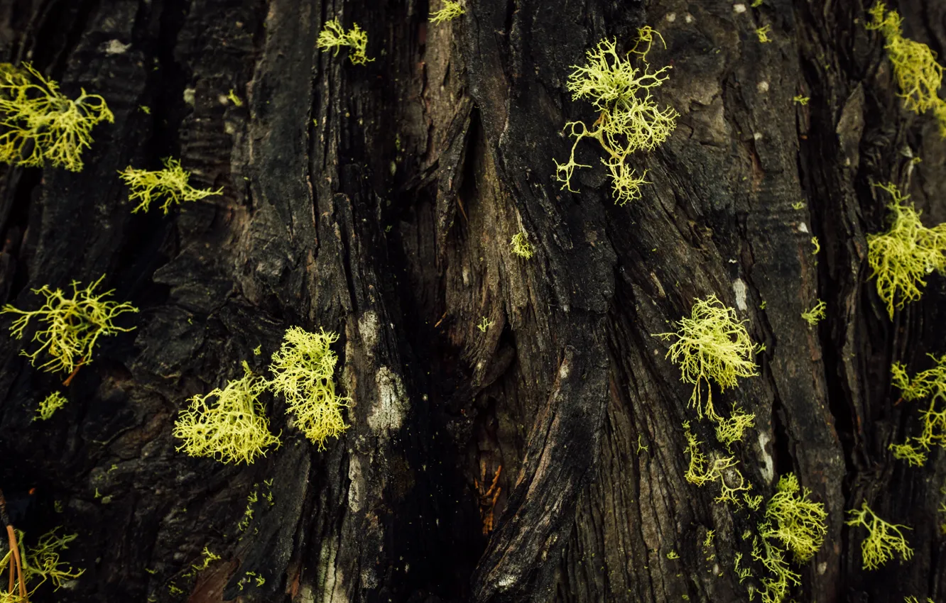 Photo wallpaper macro, moss, tree bark