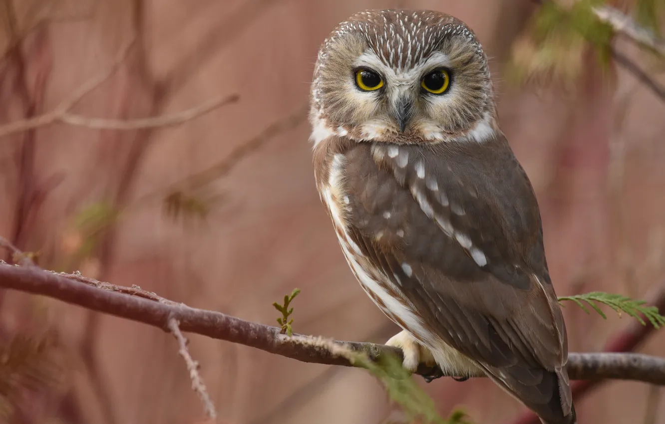 Photo wallpaper branches, owl, bird, blur, North American boreal owl