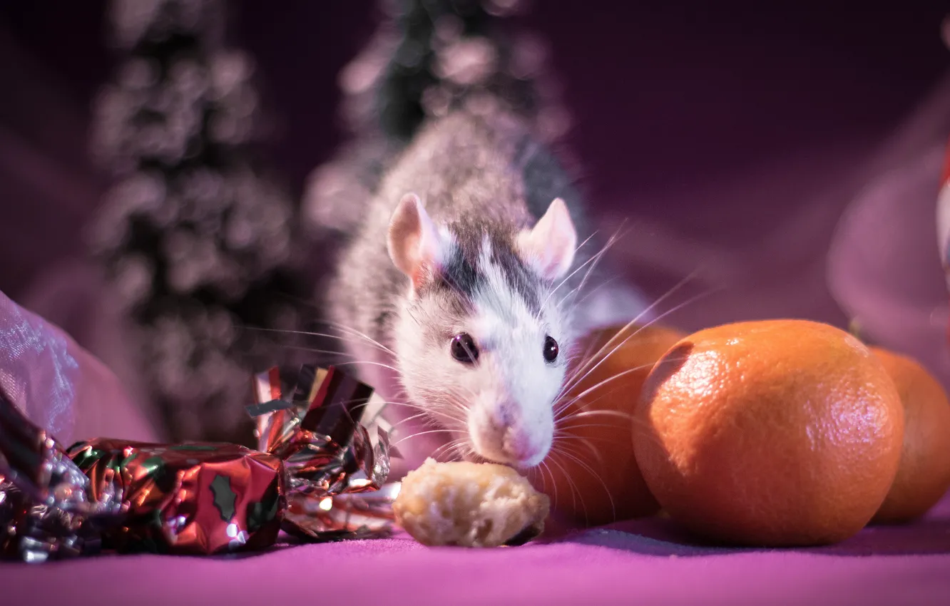 Photo wallpaper look, light, background, pink, holiday, food, blur, mouse, mouse, muzzle, New year, animal, fruit, candy, …