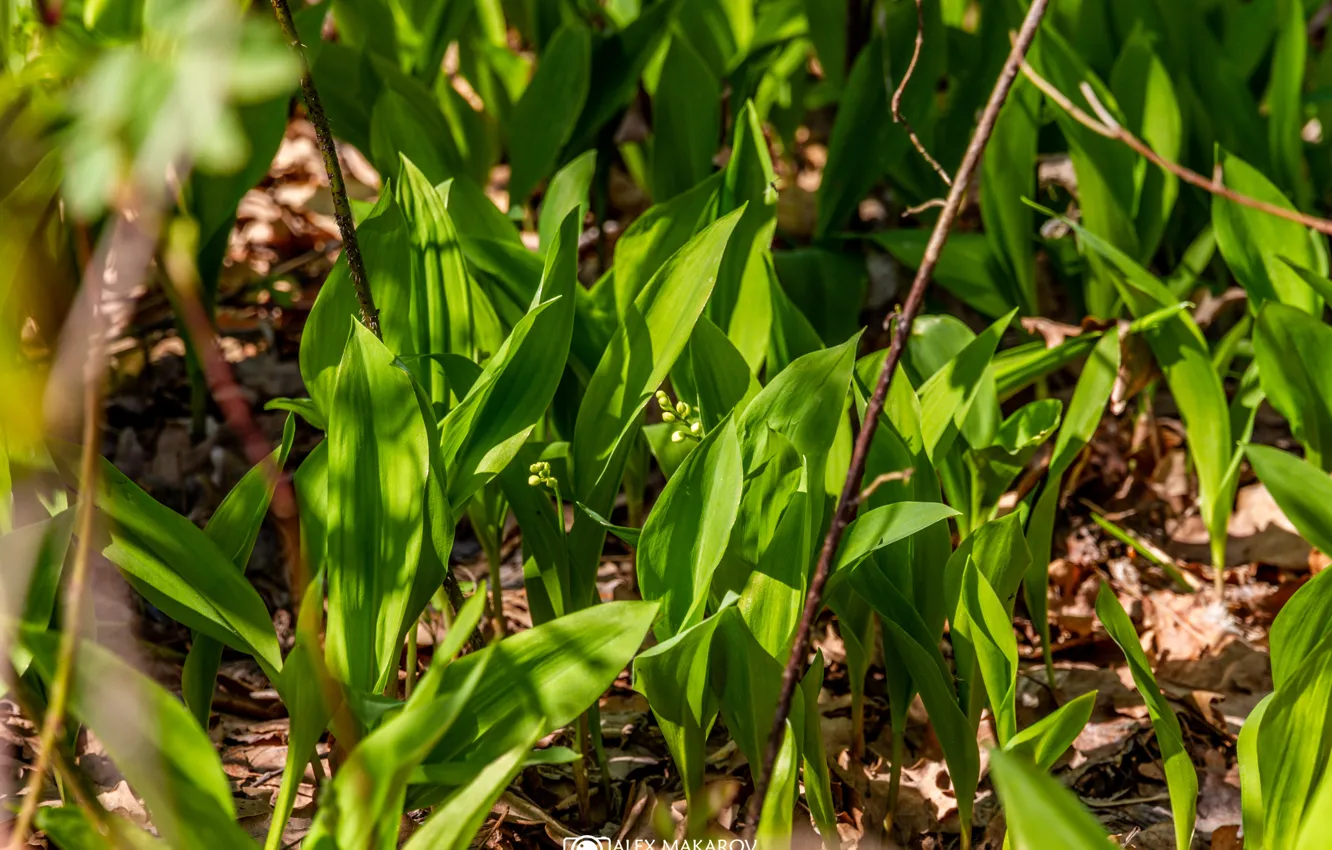 Photo wallpaper greens, forest, the sun, flowers, heat, spring, lilies of the valley