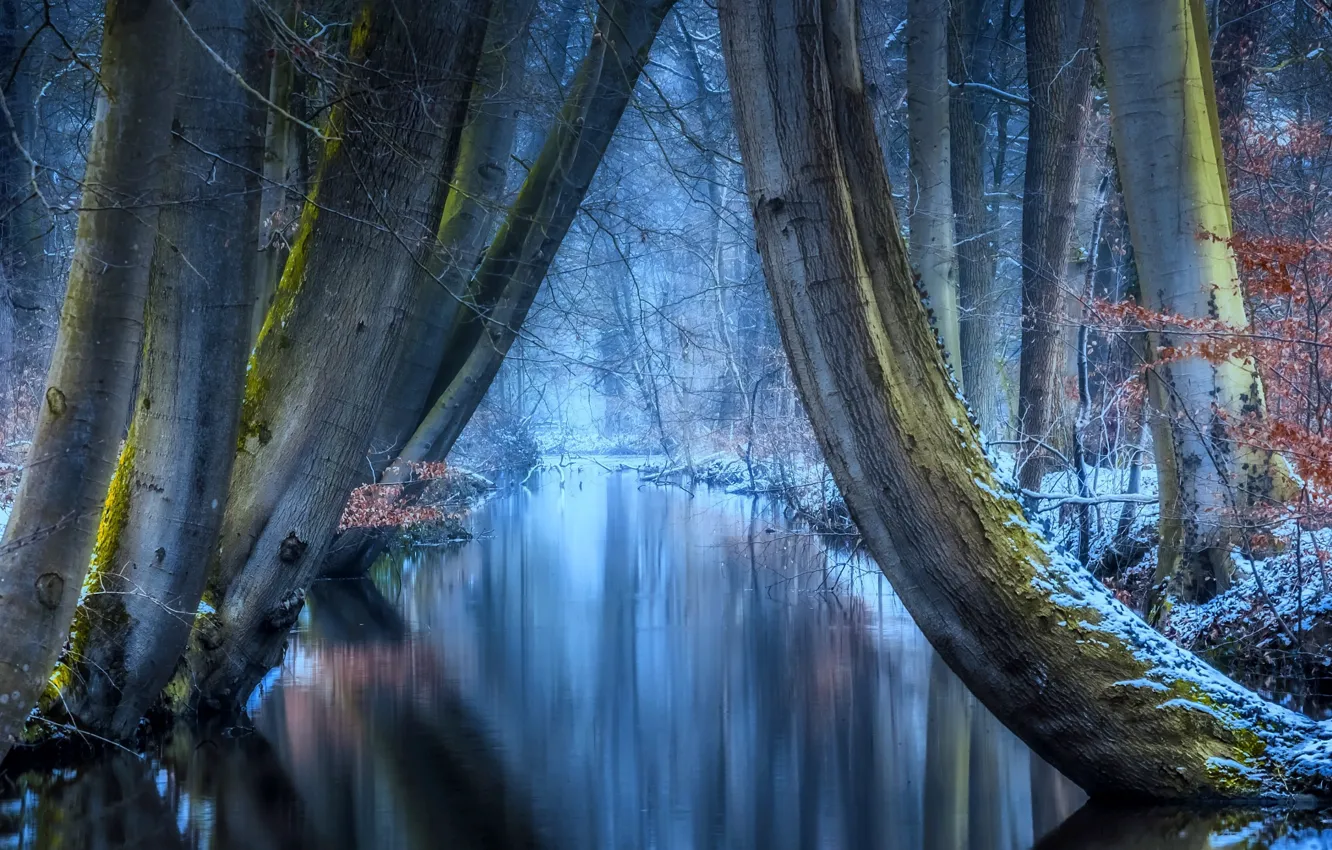 Photo wallpaper winter, frost, forest, trees, nature, reflection, frost, river, Jan-Herman Visser