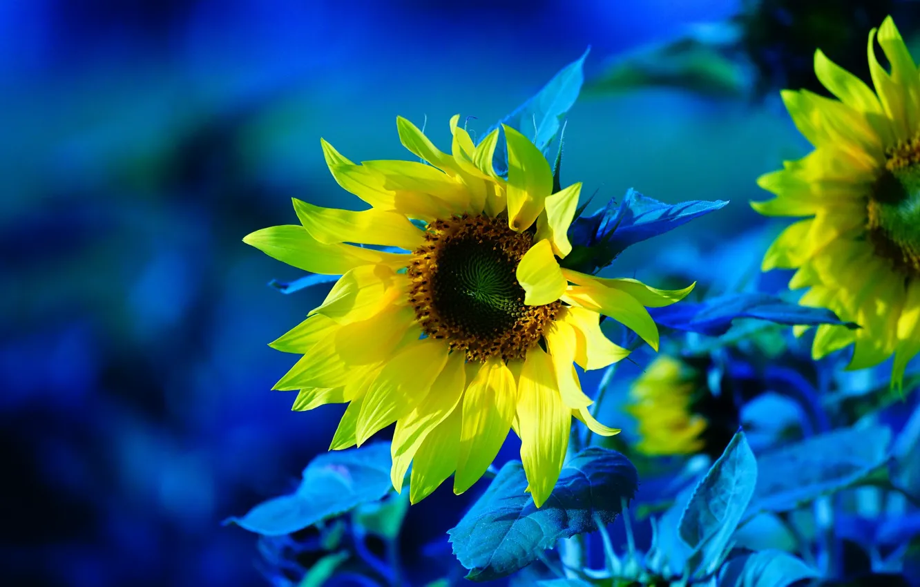 Wallpaper sunflowers, flowers, treatment, yellow, blue background, sunflower  images for desktop, section цветы - download