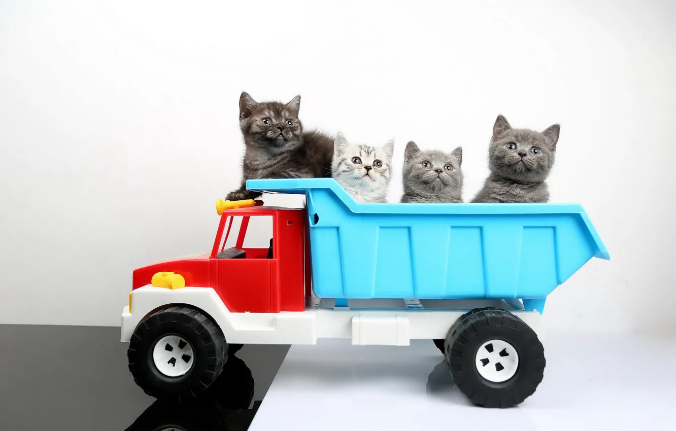 wallpaper-machine-cats-toy-truck-kittens-british-images-for