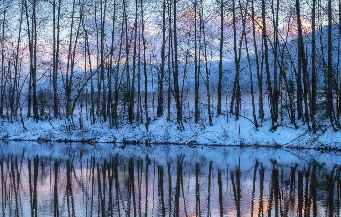 Photo wallpaper Light, Winter, Bare Trees Reflections