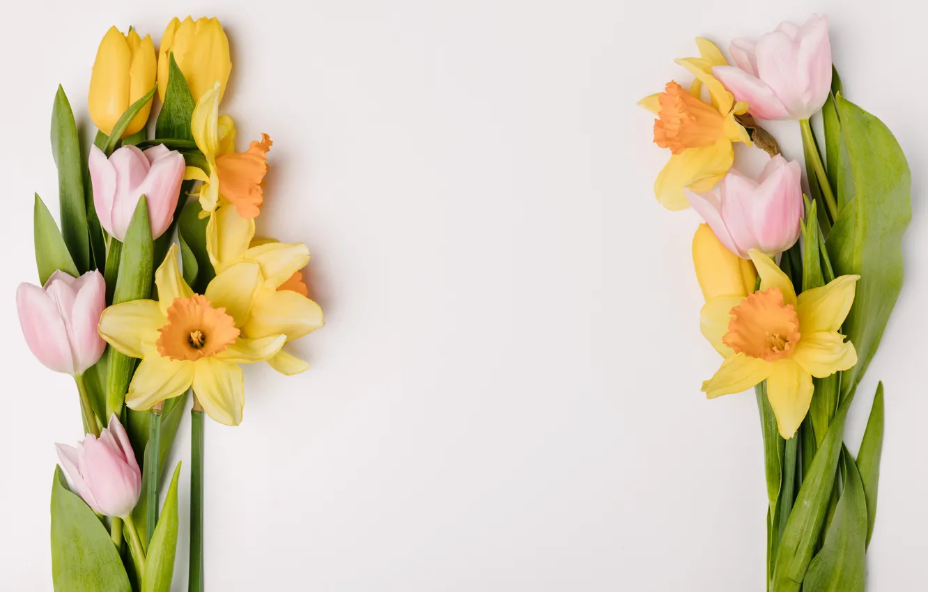 Photo wallpaper flowers, spring, yellow, tulips, pink, fresh, yellow, pink, flowers, tulips, daffodils, spring