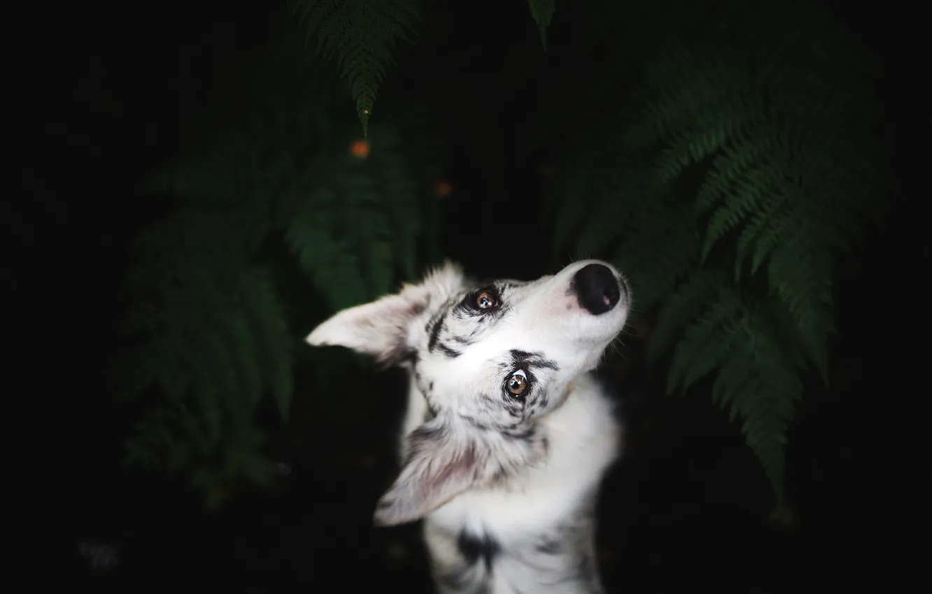 Photo wallpaper look, leaves, nature, pose, the dark background, portrait, dog, white, fern, view, the view from …