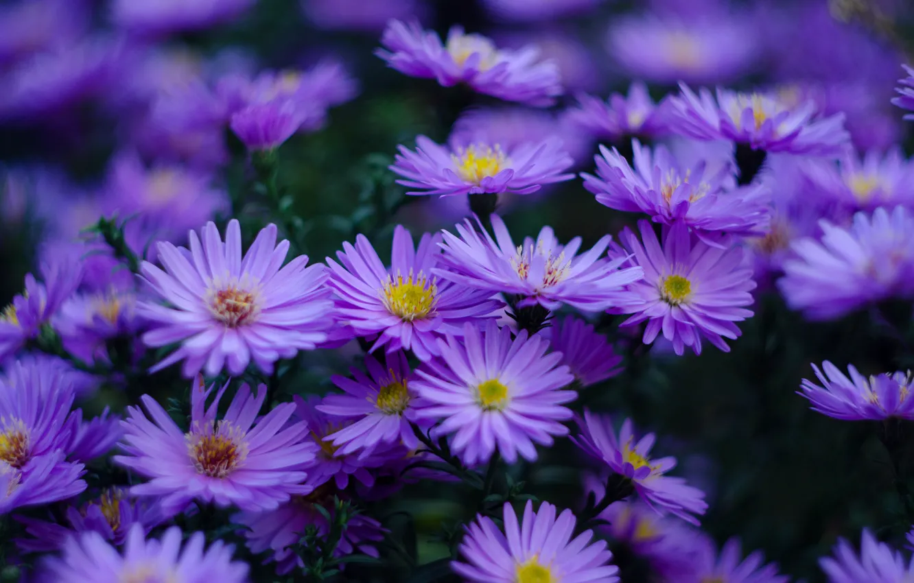 Wallpaper The Dark Background Bush A Lot Lilac Bokeh Asters Images For Desktop Section Cvety Download