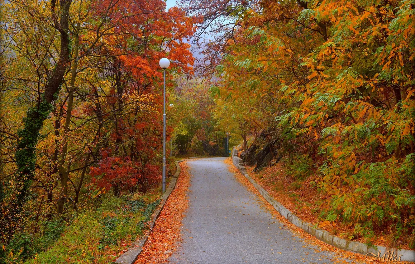 Photo wallpaper Road, Autumn, Trees, Fall, Foliage, Autumn, Colors, Road, Trees, Leaves