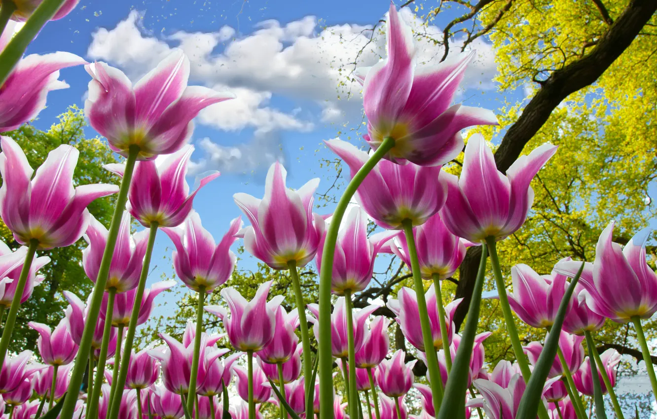 Photo wallpaper the sky, branches, tulips, pink, a lot