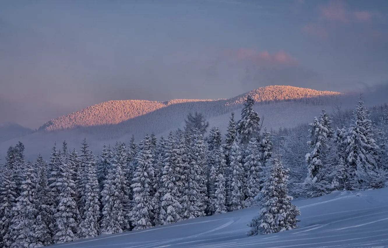 Photo wallpaper winter, snow, trees, landscape, sunset, mountains, nature, ate, slope, forest, Beskydy