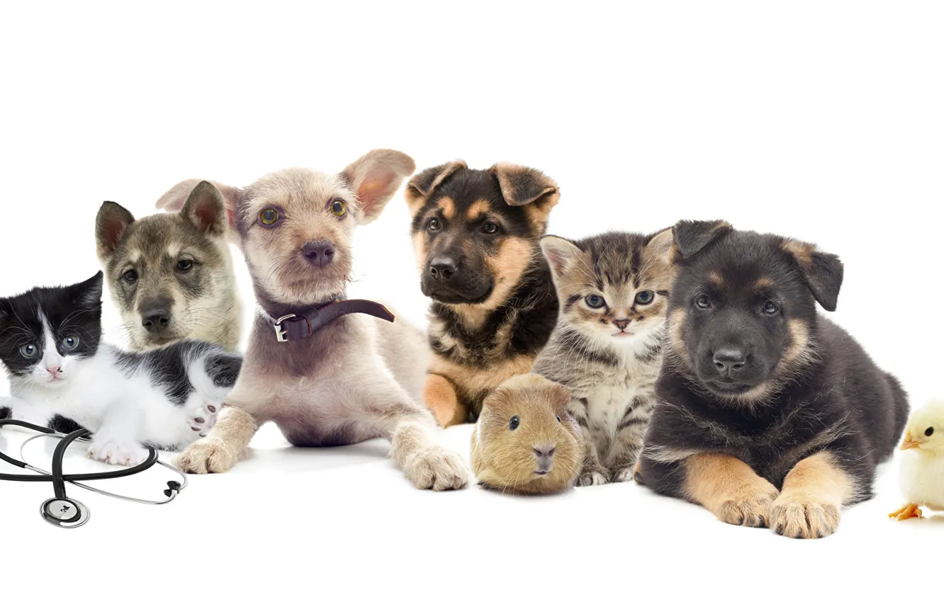 Photo wallpaper dogs, hamster, puppies, kittens, chicken