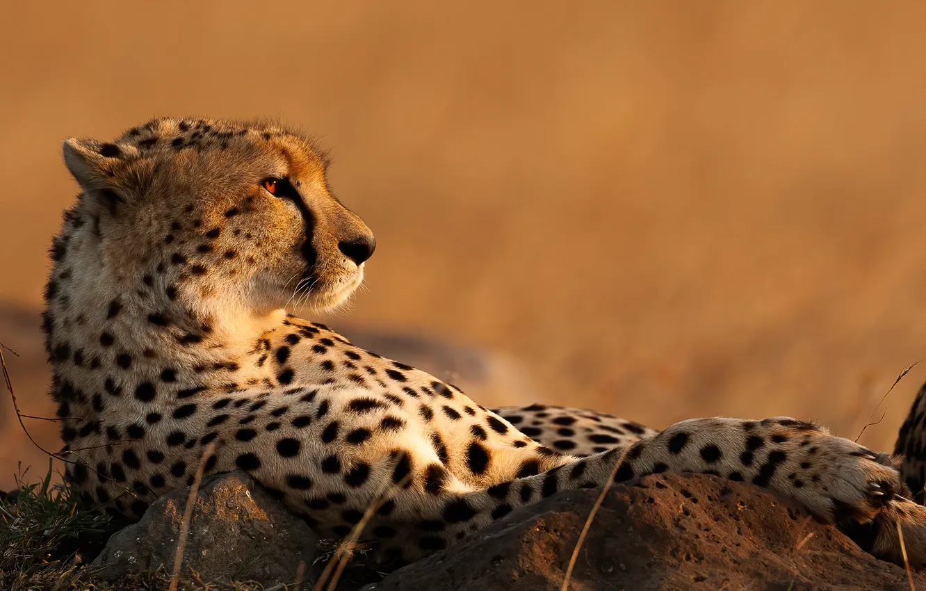 Photo wallpaper background, relax, Cheetah, wild cat