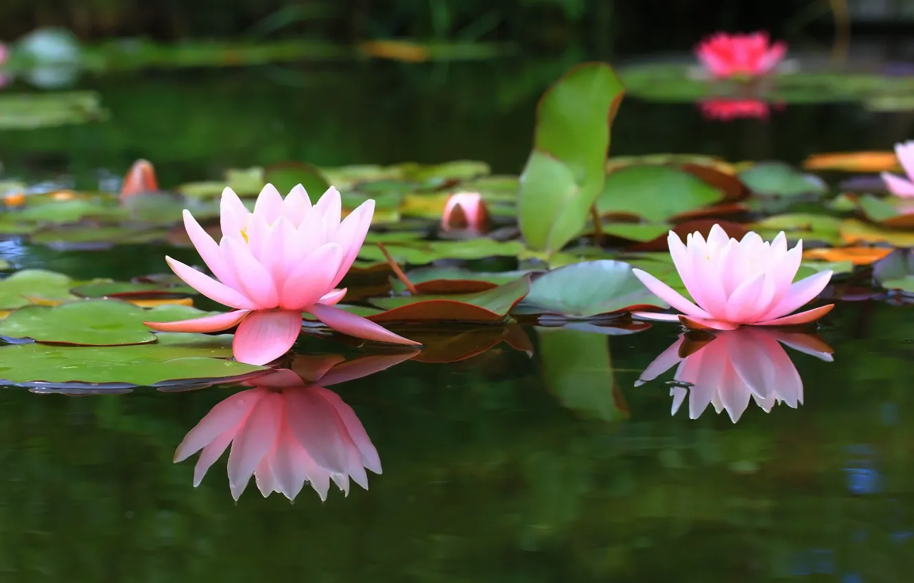 Wallpaper pond, background, water lilies, water Lily images for desktop,  section цветы - download