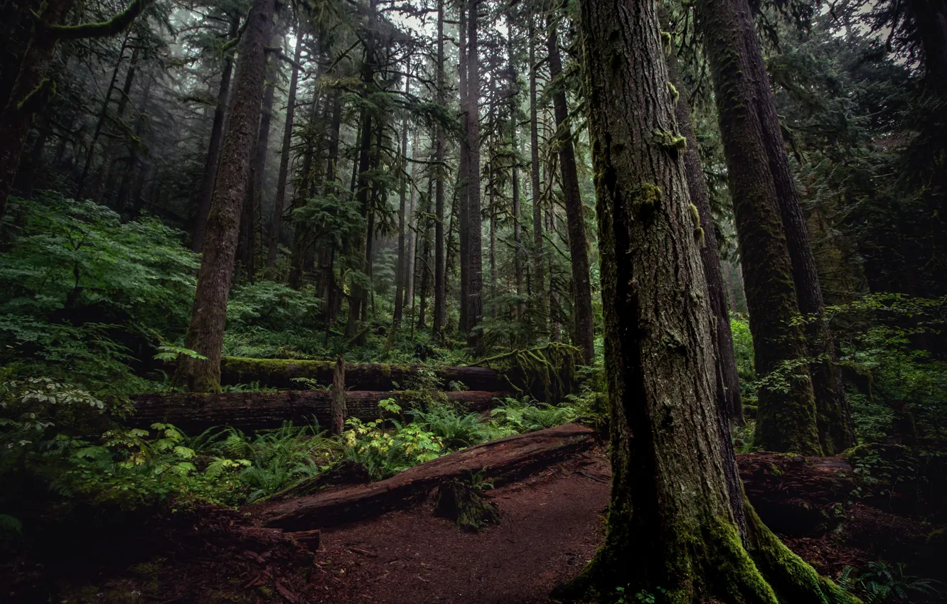 Wallpaper forest, trees, nature, USA, Oregon, Mount Hood National ...