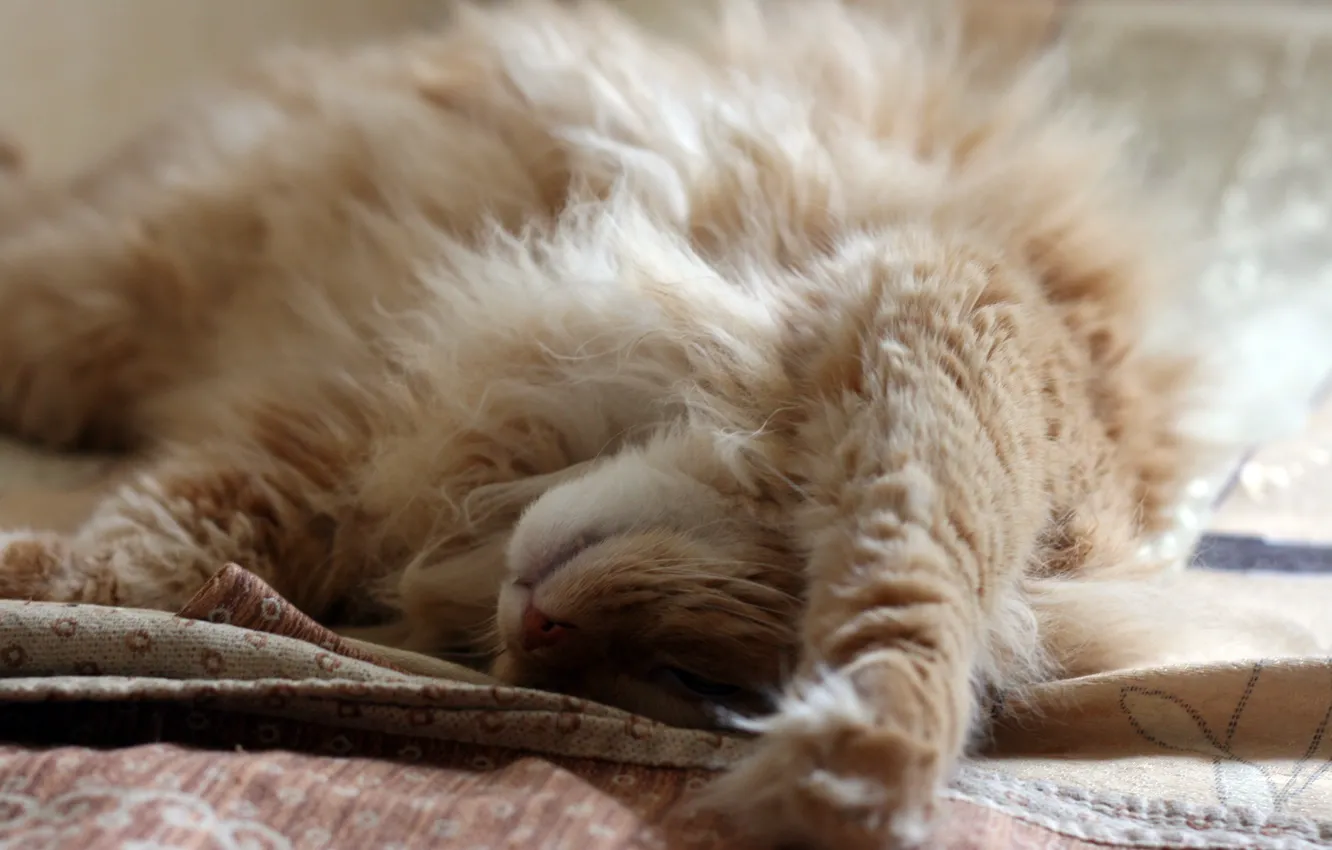 Wallpaper fluffy, red cat, lying on her back images for desktop