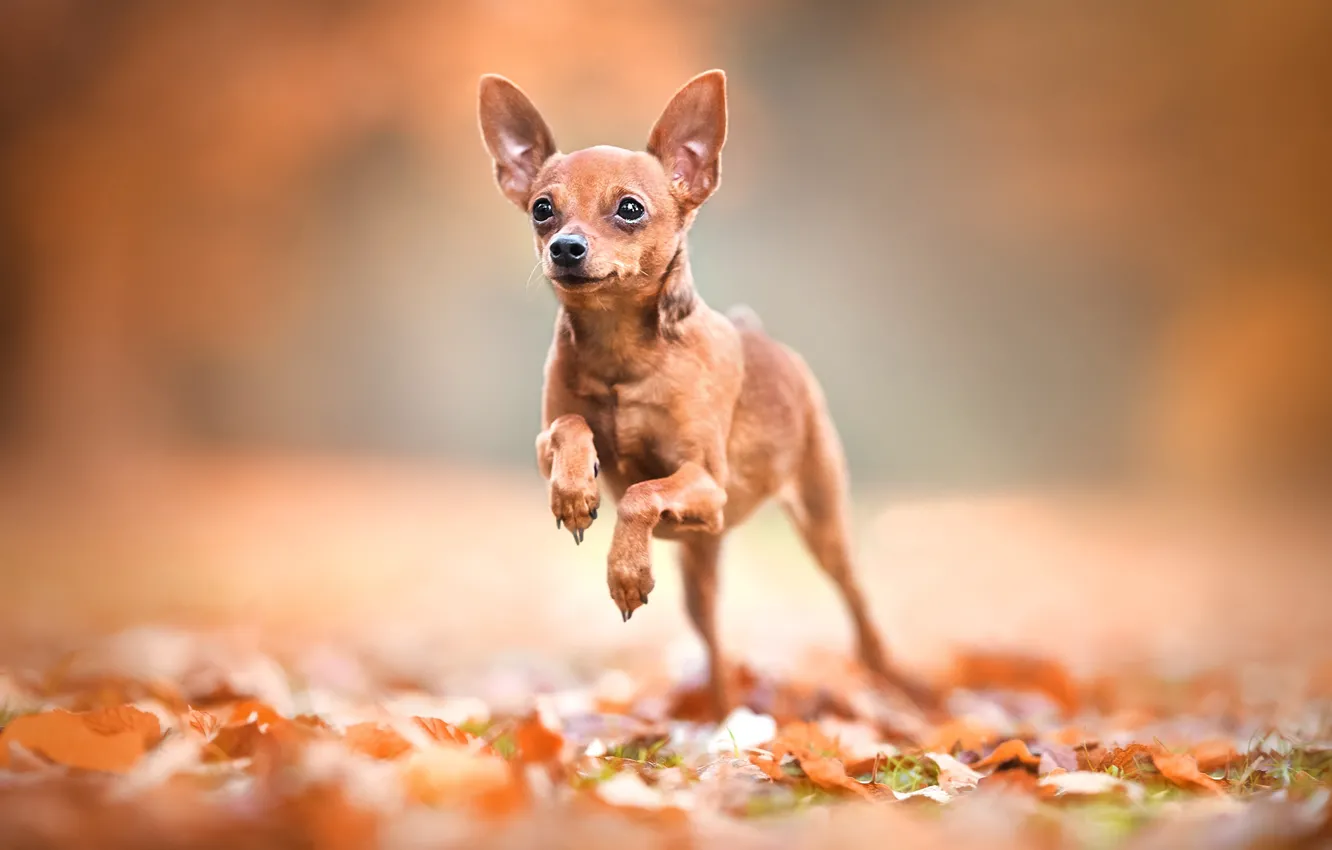 Photo wallpaper leaves, background, bokeh, doggie, dog, Miniature Pinscher
