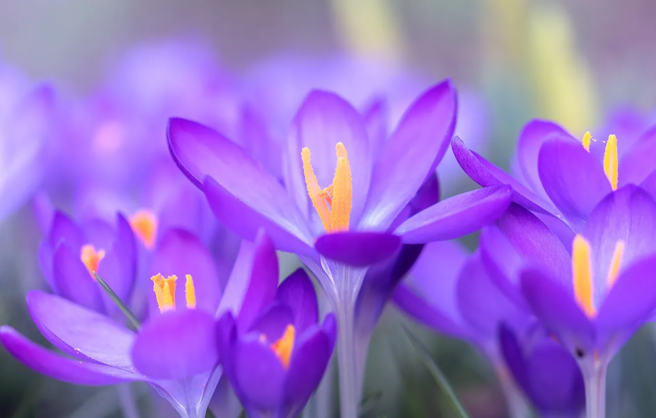 Wallpaper macro, spring, petals, Crocuses, Saffron images for desktop,  section цветы - download