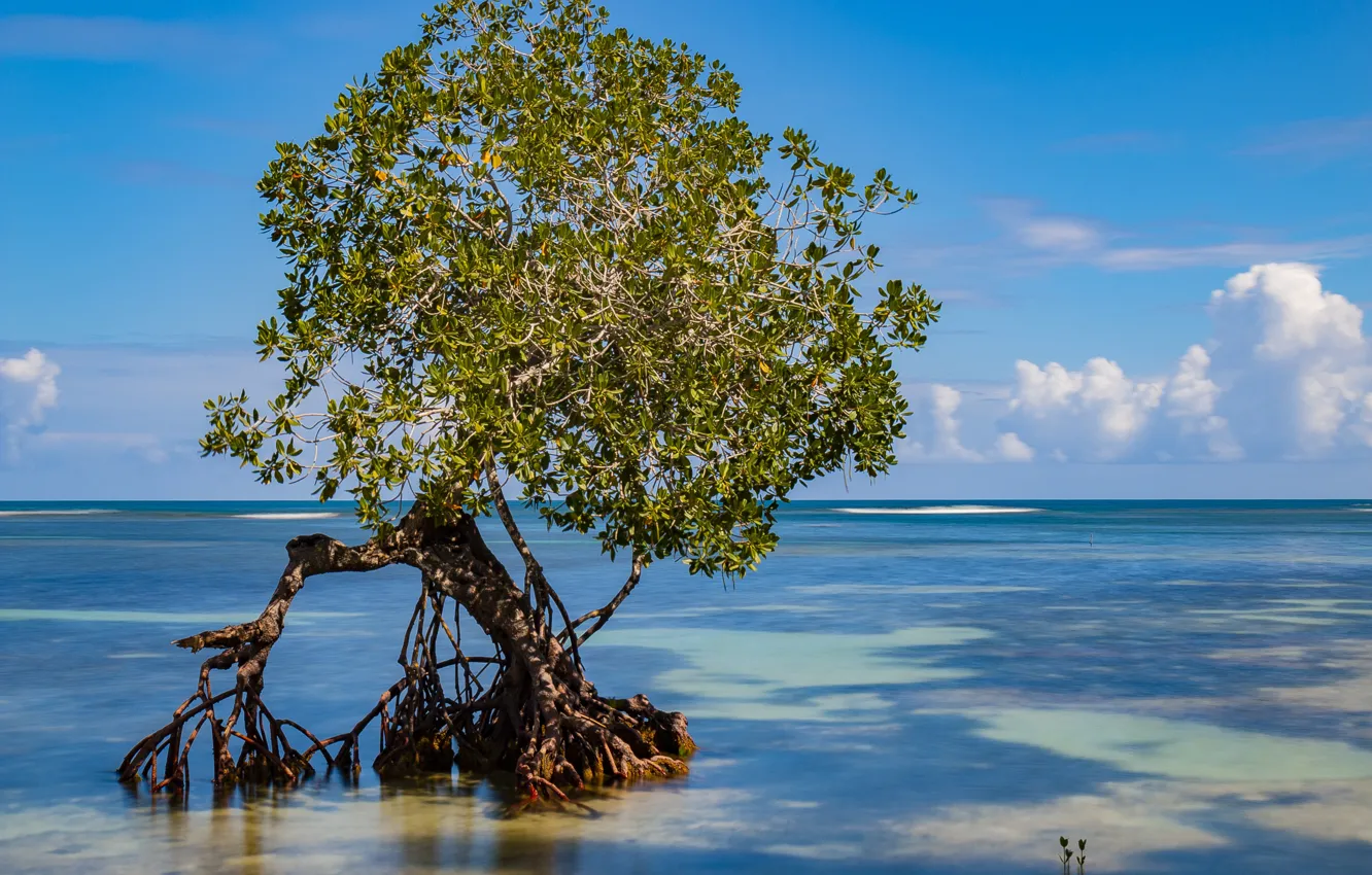 Photo wallpaper coast, Paradise, Dominican Republic, Samana, mangrove tree