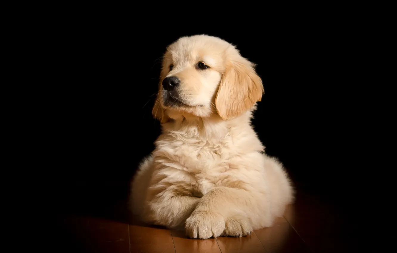 Photo wallpaper portrait, dog, puppy, the dark background, Golden Retriever, Golden Retriever