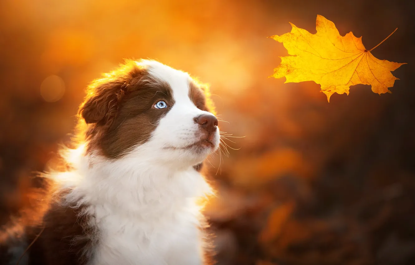 Photo wallpaper autumn, background, dog, puppy, face, maple leaf, yellow leaf