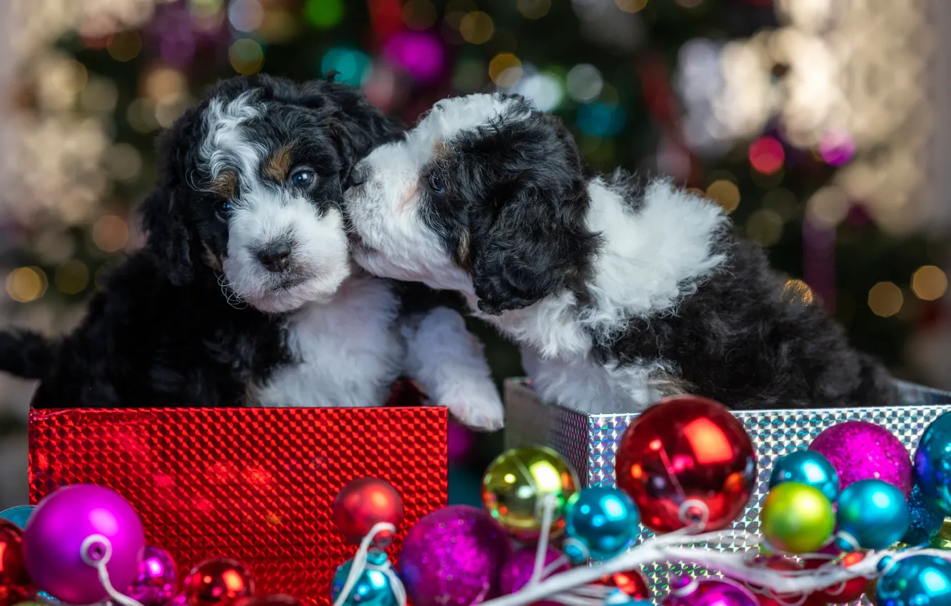 Photo wallpaper balls, glare, puppies, Christmas, New year, kids, a couple, Duo, packages, faces, doggie, Бернедудель