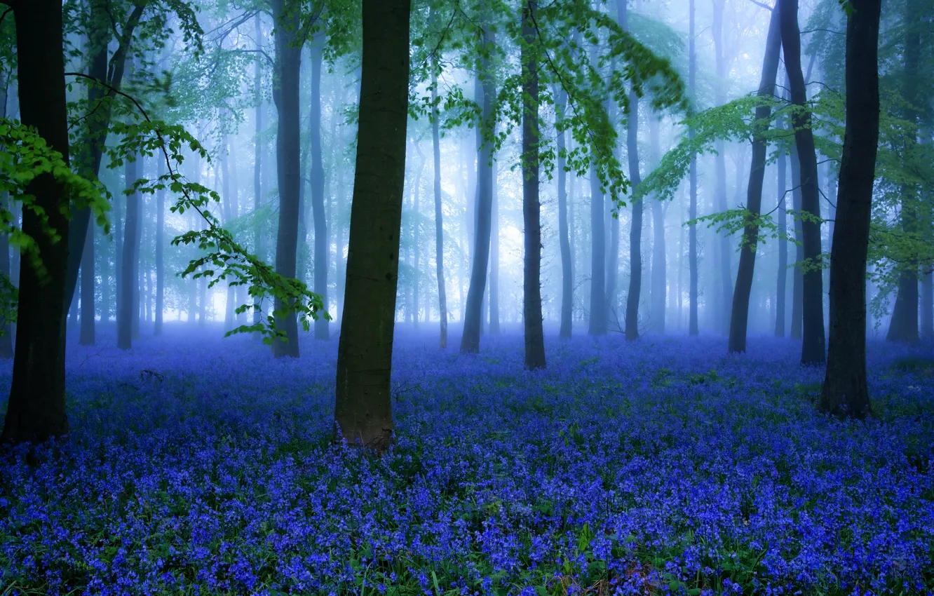 Wallpaper forest, flowers, spring, Misty Bluebells images for desktop,  section природа - download